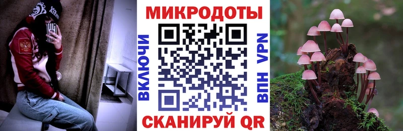 закладка Полярный Галлюциногенные грибы прущие грибы